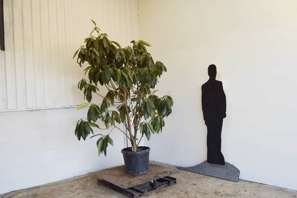 Eriobotrya japonica 175-200 cm